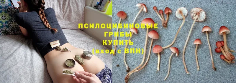 Галлюциногенные грибы Psilocybine cubensis  Купино 